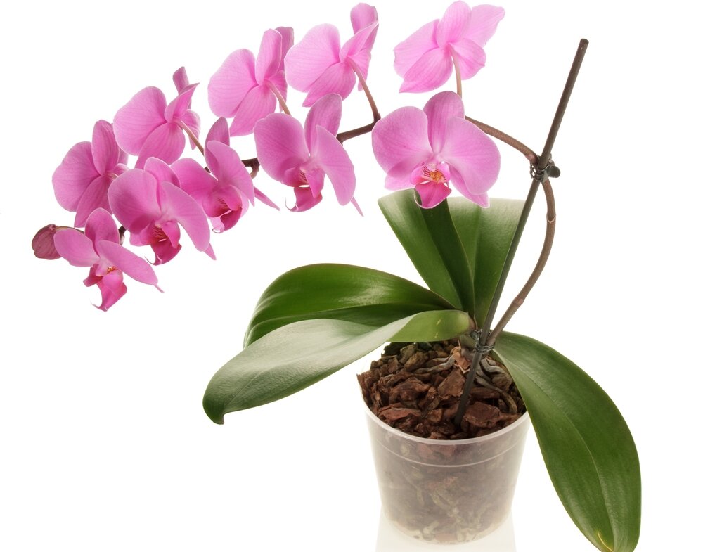 Чем грозит избыток или нехватка витаминов для орхидей