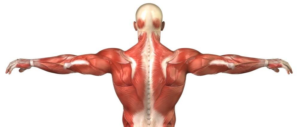Мышечные волокна спины